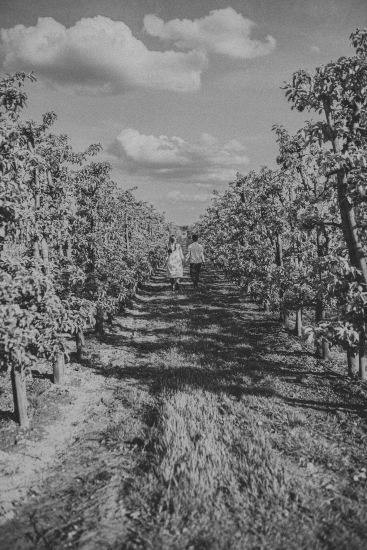 SAW 0573 Sesja narzeczeńska w sadzie