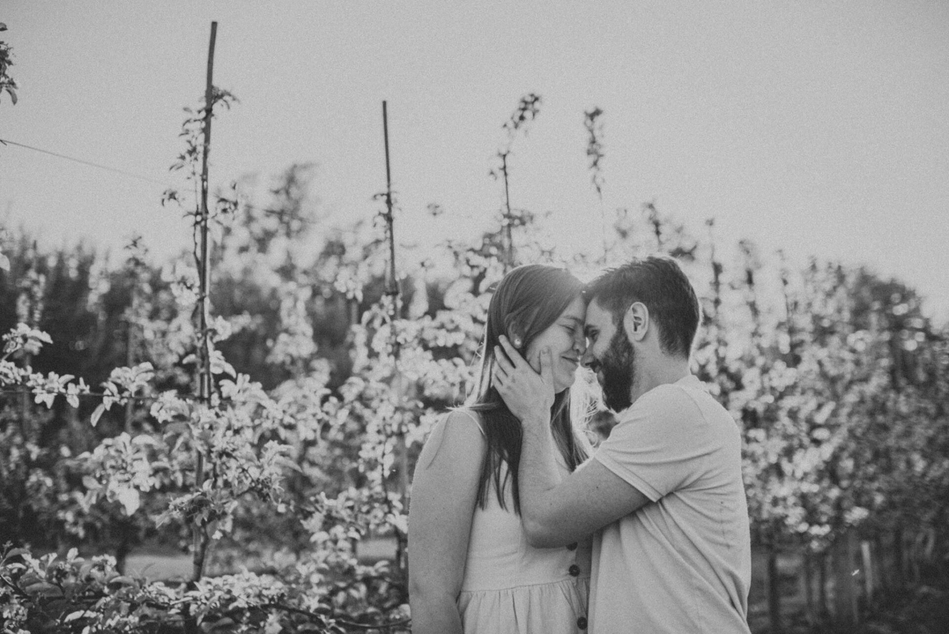 SAW 1343 Sesja narzeczeńska w sadzie