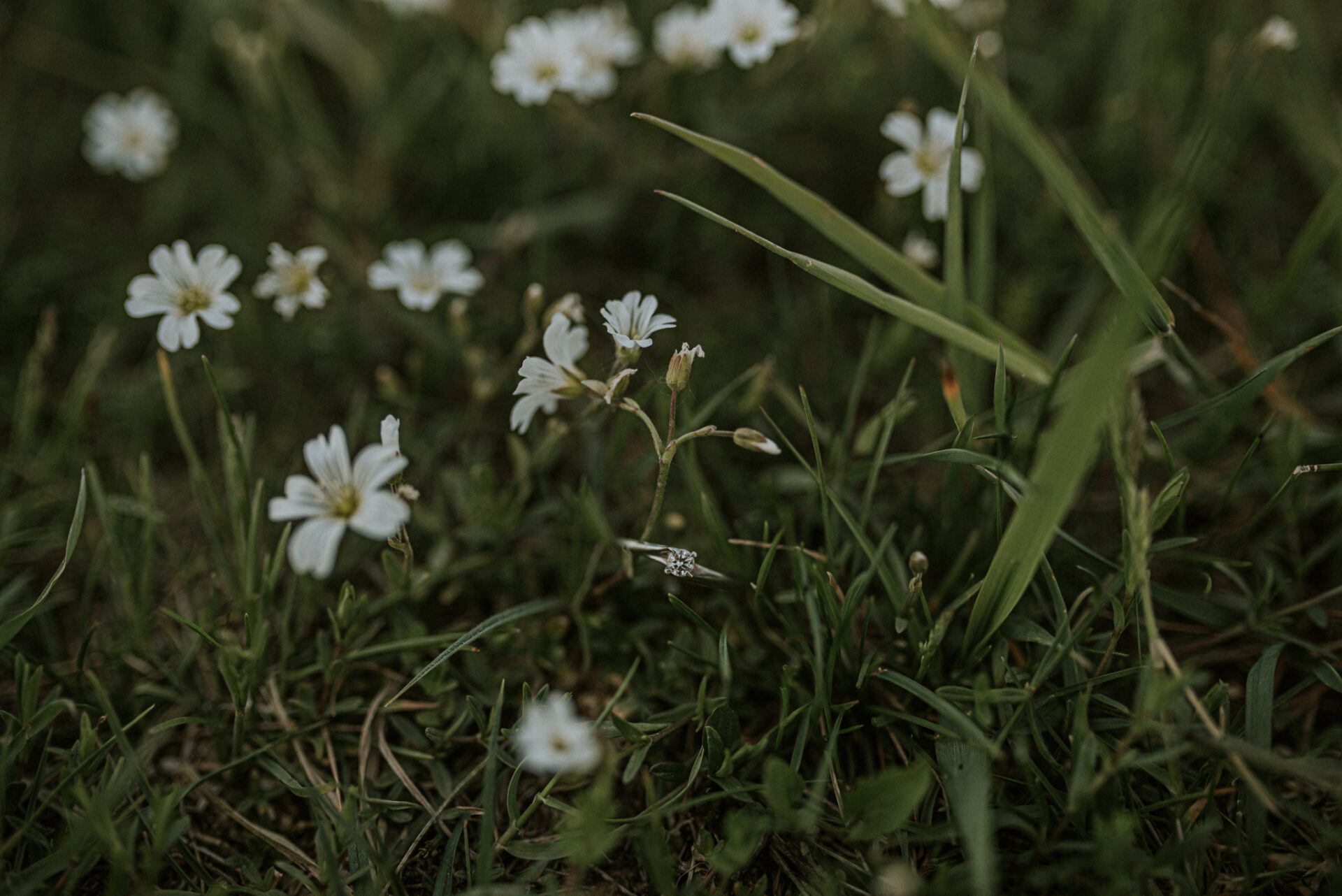 SAW 1403 Sesja narzeczeńska w sadzie
