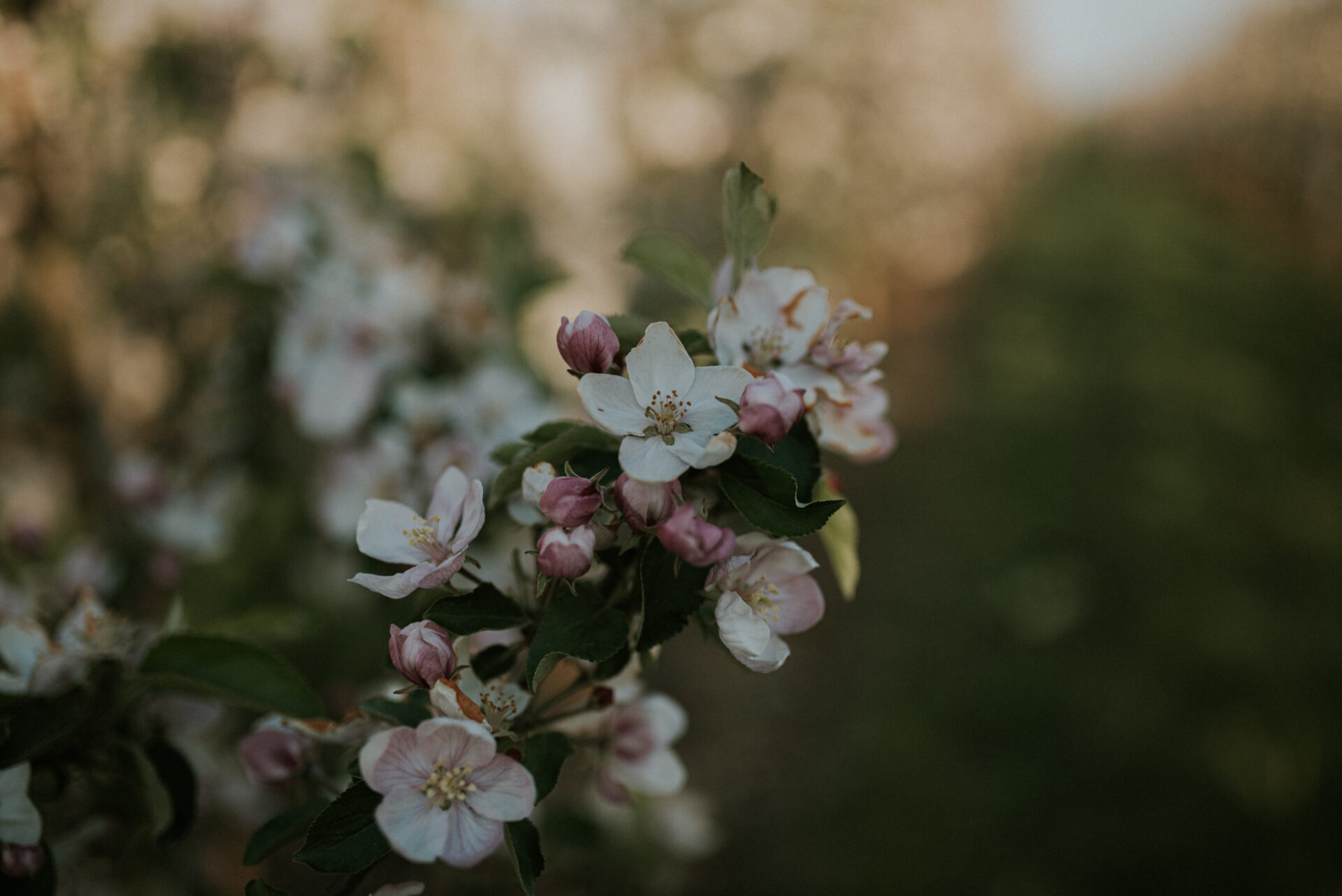 SAW 1678 Sesja narzeczeńska w sadzie