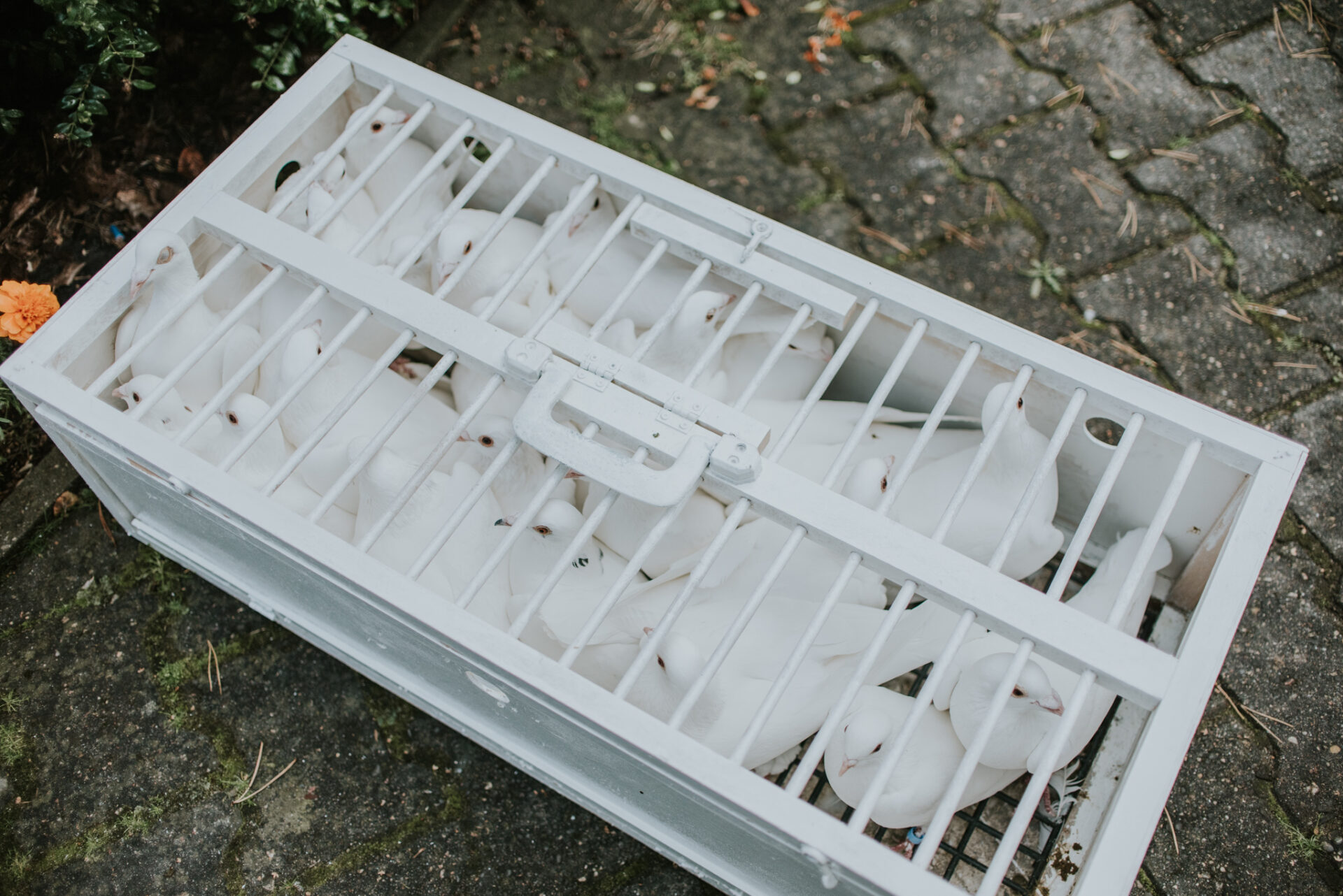 DSC 1032 Ślub glamour Luizy i Mateusza